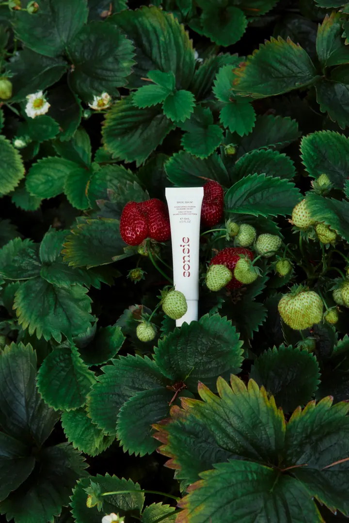 A Sonsie tube standing among strawberry plants and ripening berries
